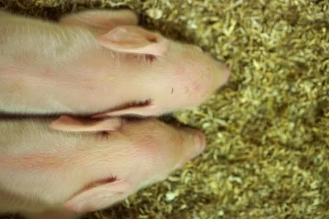 Two newborn piglets sleeping. Stock Photos