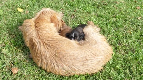 Two newborn puppies suckle from their mother Stock Footage 84937726