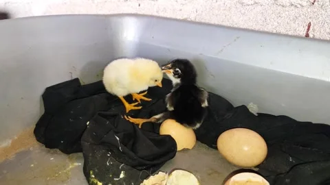 Two newly hatched chicks, yellow and black. A chick with one lame leg Stock Footage 291916022