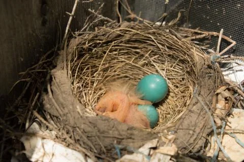Two newly hatched robin chicks and 2 eggs in a nest Stock Photos