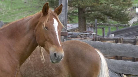 Two nice brown horses on the private property (different shot). 스톡 동영상 75706348