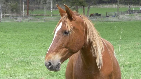 Two nice brown horses on the private property. 스톡 동영상 75706352