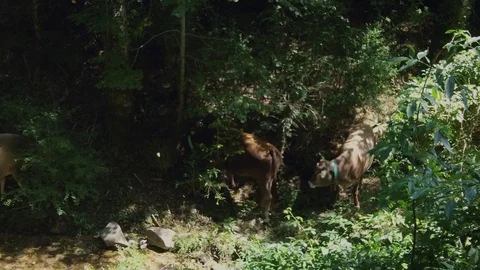 Two nice cows having a walk on the forest Stock Footage 118703761