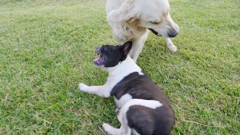 Two nice dogs play in the park Vidéo 82669531