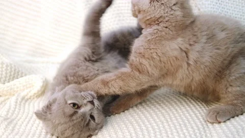 Two Nice Gray kittens bite, Fight, Attack, play on sofa. Playful, Active Pets Stock Footage 164833542