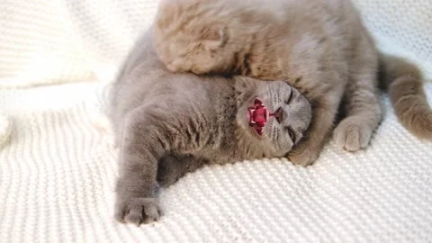 Two Nice Gray kittens bite, Fight, Attack, play on sofa. Playful, Active Pets Video stock 165986078
