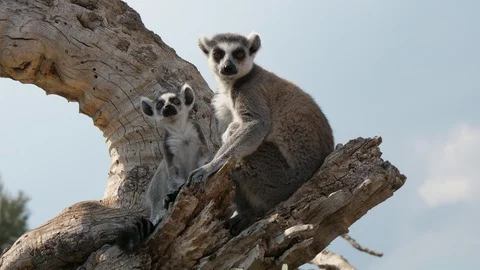Two nice lemurs sitting on a dry branch and looking around on a sunny day in Stock Footage 116974190