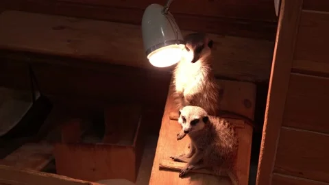 Two Nice Meerkats Sit on Board Ladder Near Lamp. Cute Little Children Watching Video stock 159830866