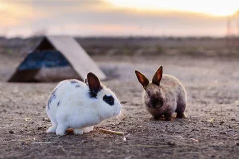 Two nice rabbits in the field in the sunlight. Stock Photos
