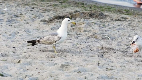 Two nice seagulls walking on a sandy beach outdoors. One bird gull Video stock 111417264