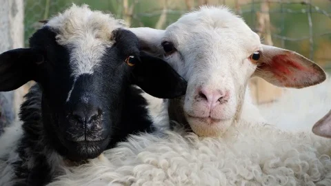 Two nice sheeps looking at camera, portrait Stock Footage 80699421