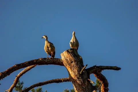 Two nil geese or also called egyptian geese sitting on a tree. Stock Photos