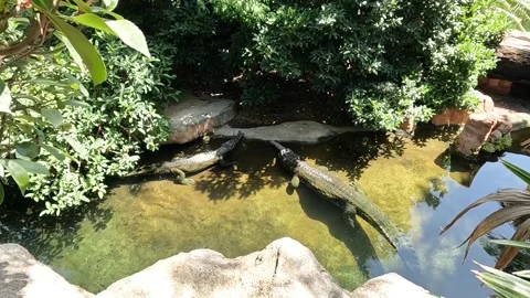 Two Nile crocodiles sitting in shallow sunny water Video stock 220616531