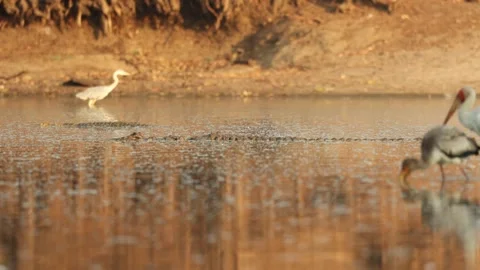 Two Nile Crocodiles swim through the water with a Grey Heron and Yellow-billed Vídeo Stock 345919503