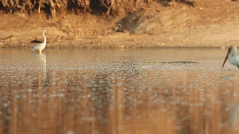 Two Nile Crocodiles swim through the water with a Grey Heron standing in the Vídeo Stock 345920202