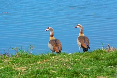 Two nile gooses at a river Stock Photos