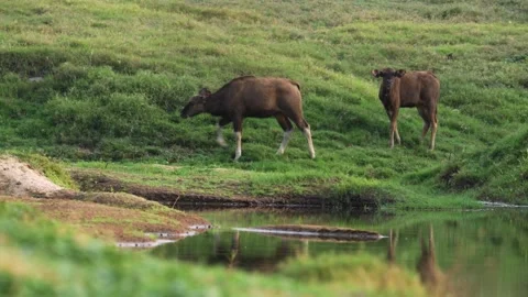 Two nilgais walking across the lush grasslands of Satpura national park Stockbeeldmateriaal 334117806