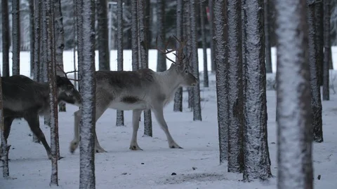 Two noble deer move and stop in a dense pine forest at a road in snowy Finland Stock-Footage 122817043