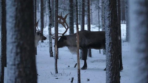Two noble deer standing and relaxing in a frosty spruce forest in snowy Finland Stock-Footage 122817187