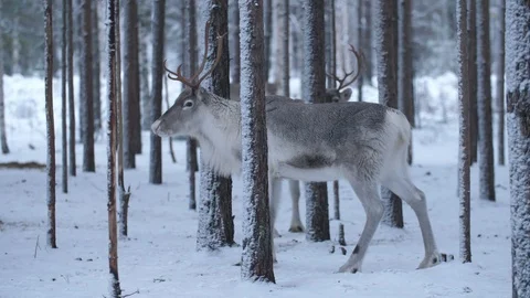 Two noble deer standing and looking around in a winter spruce wood in Finland Video stock 122817438
