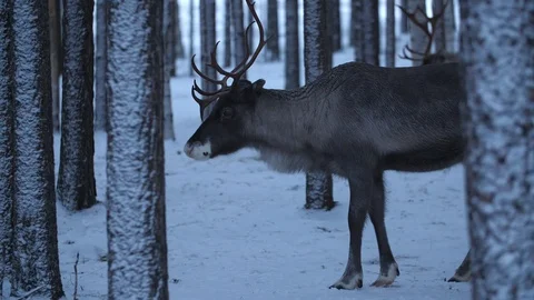 Two noble deer standing and smelling around in a winter pine forest in Finland Stock-Footage 122817575
