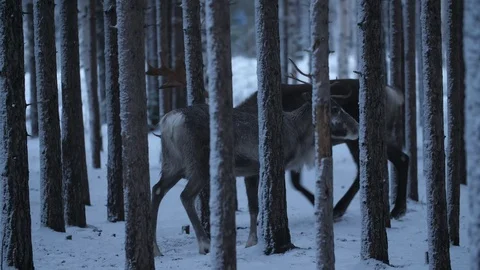 Two noble deer walking and resting in a frosty spruce forest in snowy Finland 스톡 동영상 122732114