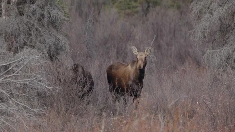 Two North American moose grazing in the wild Stock Footage 308667902