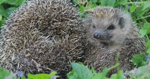 Two northern white-breasted hedgehogs (Erinaceus roumanicus) taking a nap Video stock 304090910