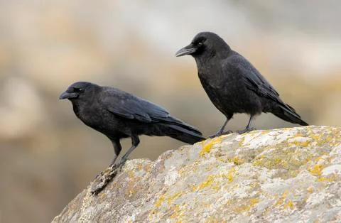 Two Northwestern Crows (Corvus caurinus) perched on a rock. Foto stock
