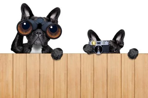 Two nosy dogs Stock-Fotos