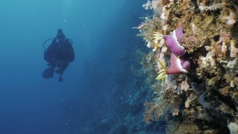 Two nudibranches at coral reef wall, scuba diver in blue water background Stock Footage 100685795