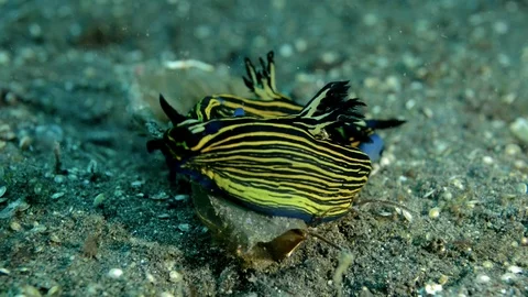 Two Nudibranches Mating Stock Footage 112237153