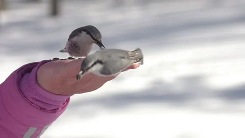 Two nuthatch on hand Video stock 176494597