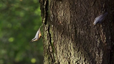 Two nuthatches climbing down tree trunk in slow motion Stock Footage 323451114