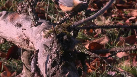 Two nuthatches on a trunk on the ground Stock Footage 207683288
