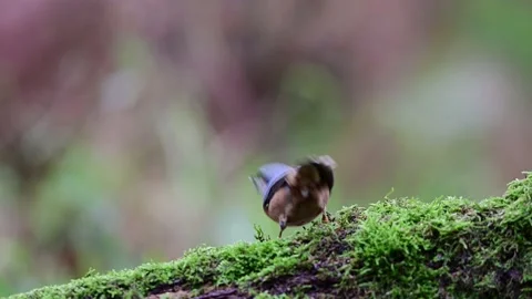 Two nuthatchs looking for food on dead wood in the forest Stock Footage 204999248