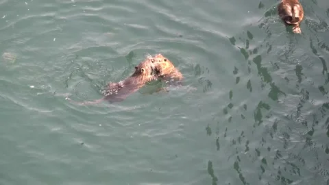 Two nutria or coypu arguing about food Video stock 164335705
