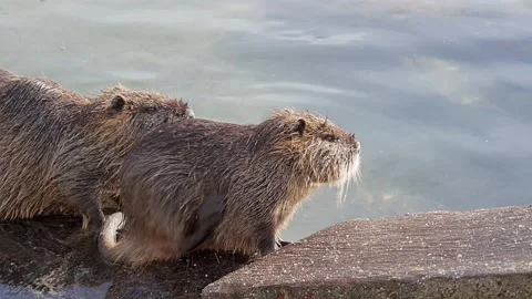 Two nutria resting on a rock while grooming Video stock 221182904