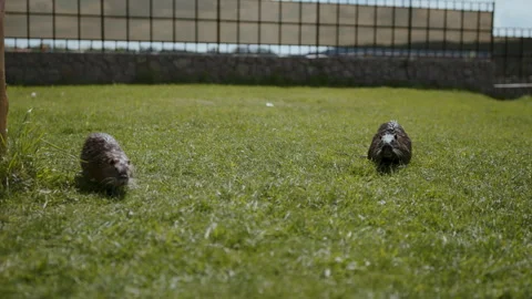 Two nutria running on green grass Video stock 261470615