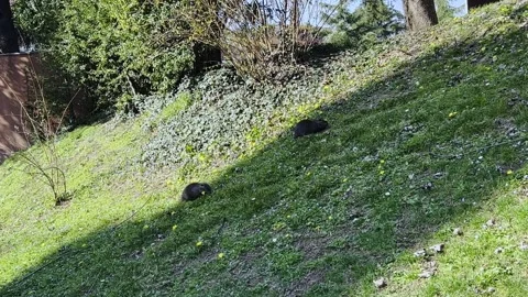 Two nutrias eating grass in public park, low angle 스톡 동영상 279404398
