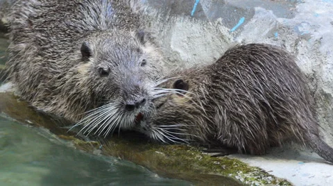 Two Nutrias Stock Footage 64938275