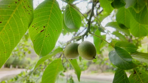 Two nuts hanging from a tree branch Stock Footage 277410358