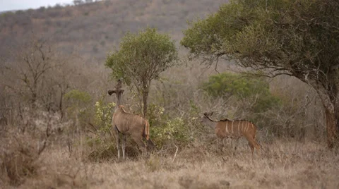 Two Nyala bucks standing and eating Stock Footage 31990916