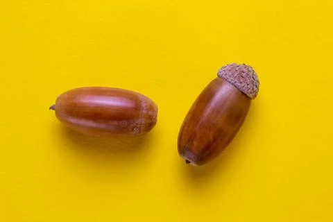 .two oak acorns on a yellow background Stock Photos