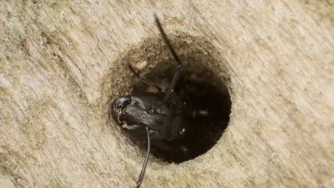 Two oak carpenter ant looks out of a hollow tree. Super macro 2:1, 4K / 60fps Stock Footage 111036677