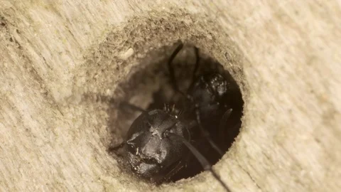 Two oak carpenter ant looks out of a hollow tree. Super macro 2:1, 4K / 60fps Stock Footage 113472435