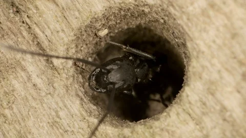 Two oak carpenter ant looks out of a hollow tree. Super macro 2:1, 4K / 60fps Stock Footage 113477078