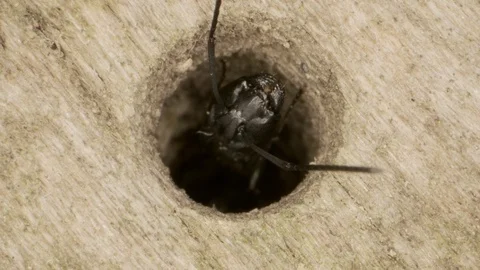 Two oak carpenter ant looks out of a hollow tree. Super macro 2:1, 4K / 60fps Stock Footage 120729261