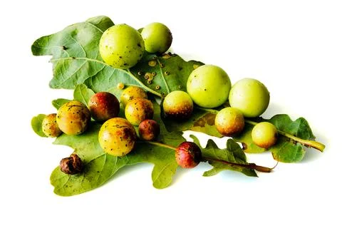 Two oak leaves are infested with parasites Stock Photos