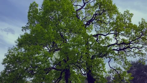 Two oak trees on a background of a blue sky on a forest green meadow. Stock Footage 259160027